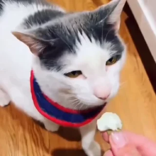 🐈‍⬛️