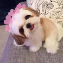 🐶