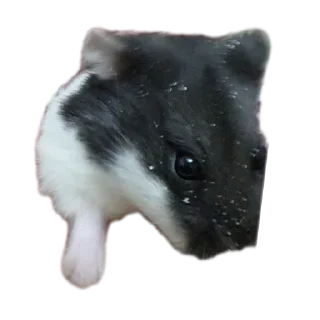 🤲