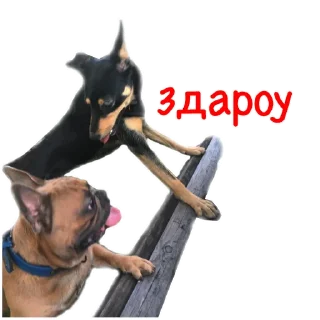✋