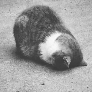 🥺