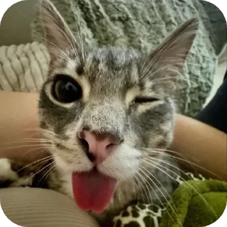 🐱