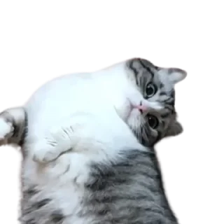 😺