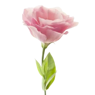 🌸
