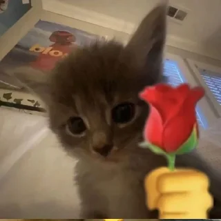 🌼