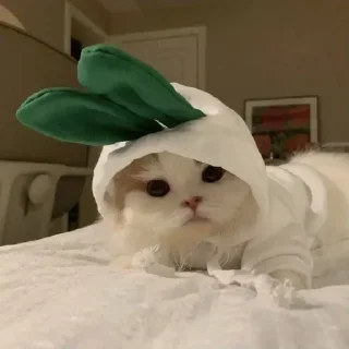 🥺