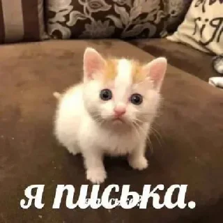 🥺