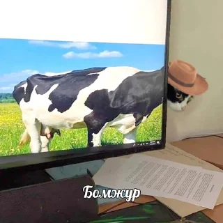 👒