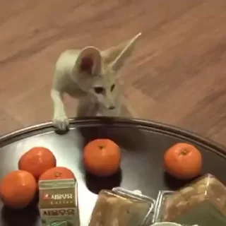 🦊
