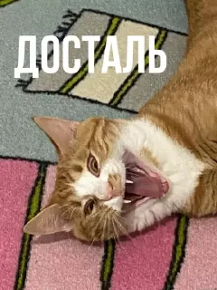 😤