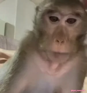 🐵