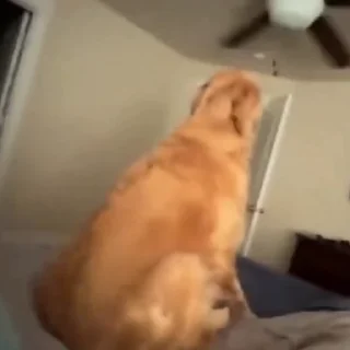 🐩
