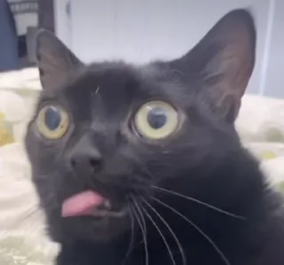 👅