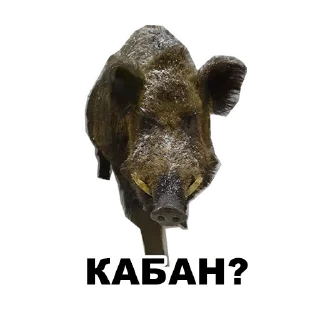 🐗