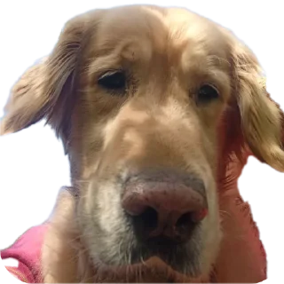 🐶