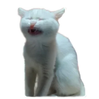🐱