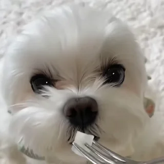 🐶