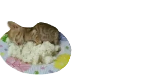 🐈