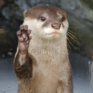 👋
