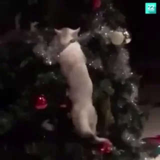 🌟