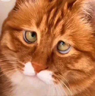 🤩
