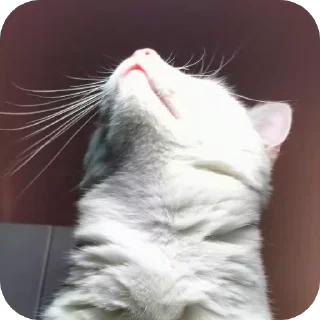 🐱