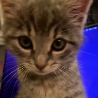 🐈‍⬛