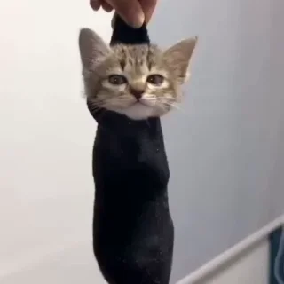 🐈‍⬛️