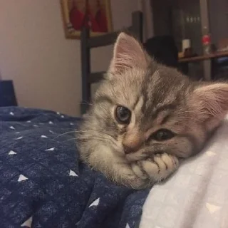 🐈