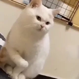 🐱