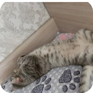 🐱