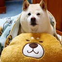 🐶