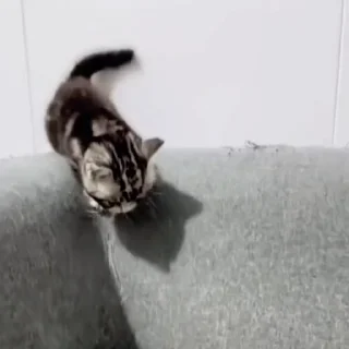 😺