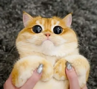 🥺