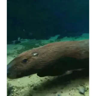 🦫