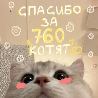 🐱