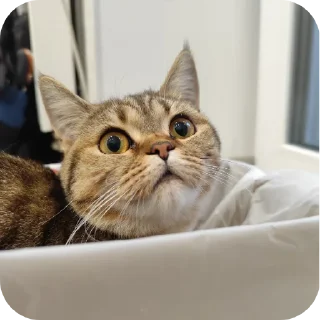 😮