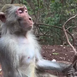 🐒