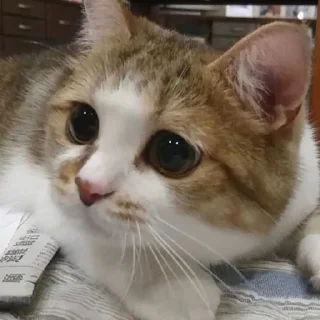 🐈