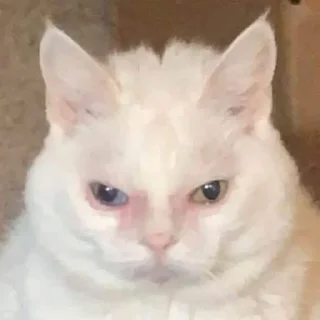 😡