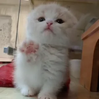 😼
