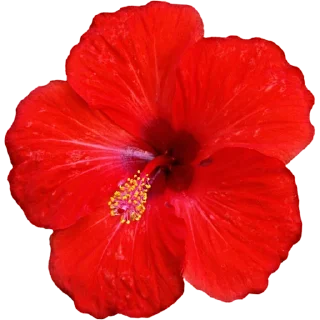 🌺