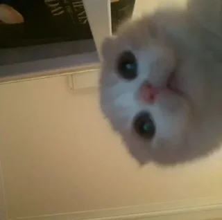 🎀