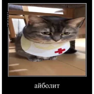 🐱
