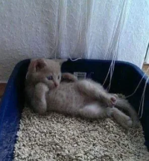 🐱