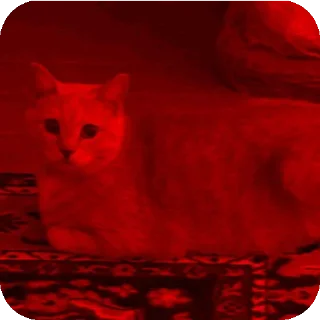 🐱