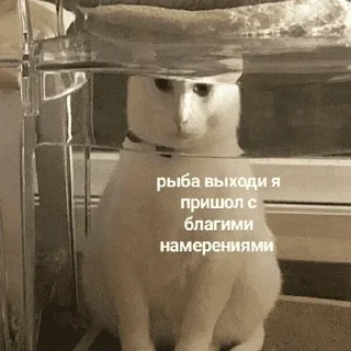 😺