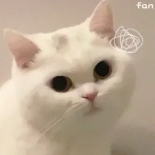 🐱