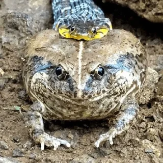 🐸