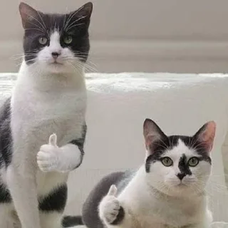 👍